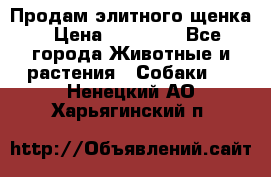 Продам элитного щенка › Цена ­ 30 000 - Все города Животные и растения » Собаки   . Ненецкий АО,Харьягинский п.